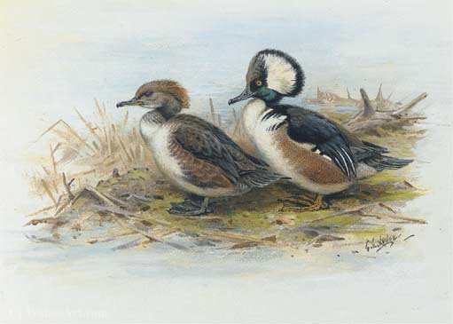 Male And Female Hooded Merganser — George Edward Lodge