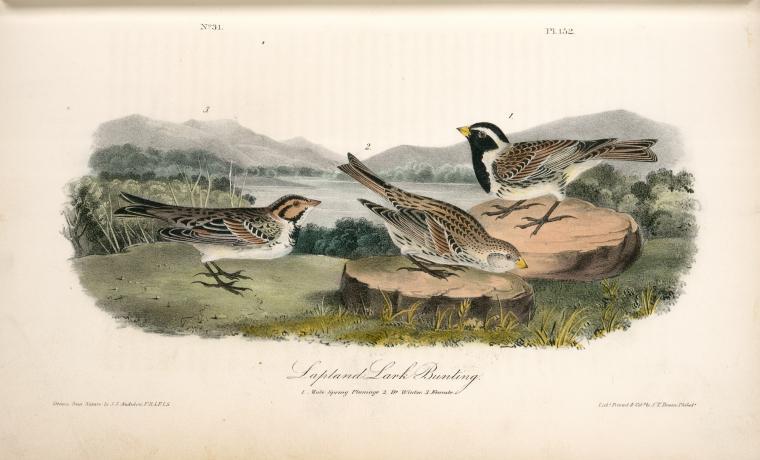 Lapland Lark Bunting. 1. Male, Spring Plumage. 2. D-o Winter. 3. Female — John James Audubon