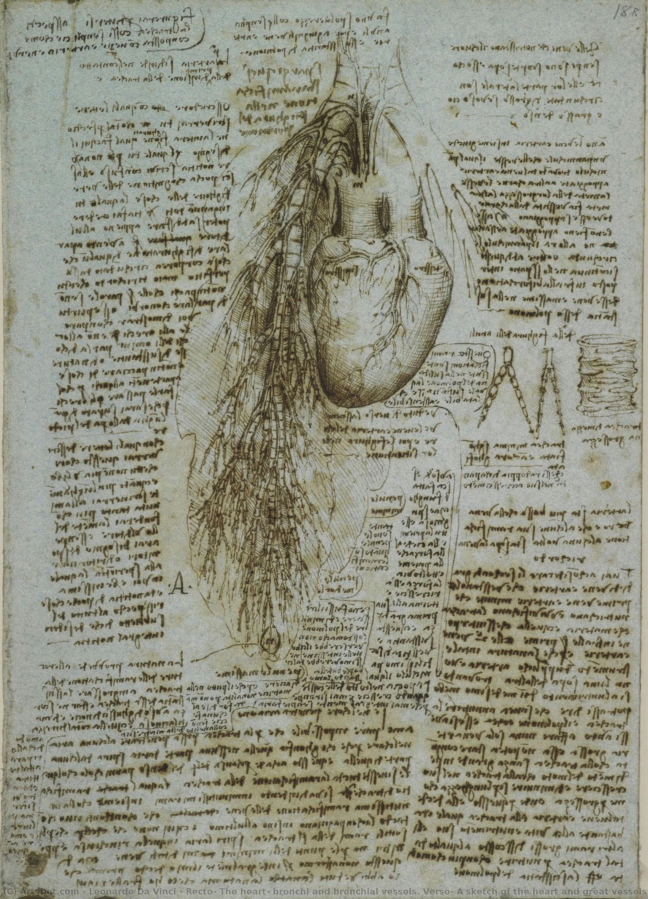 Recto: The Heart, Bronchi And Bronchial Vessels. Verso: A Sketch Of The Heart And Great Vessels — Leonardo Da Vinči