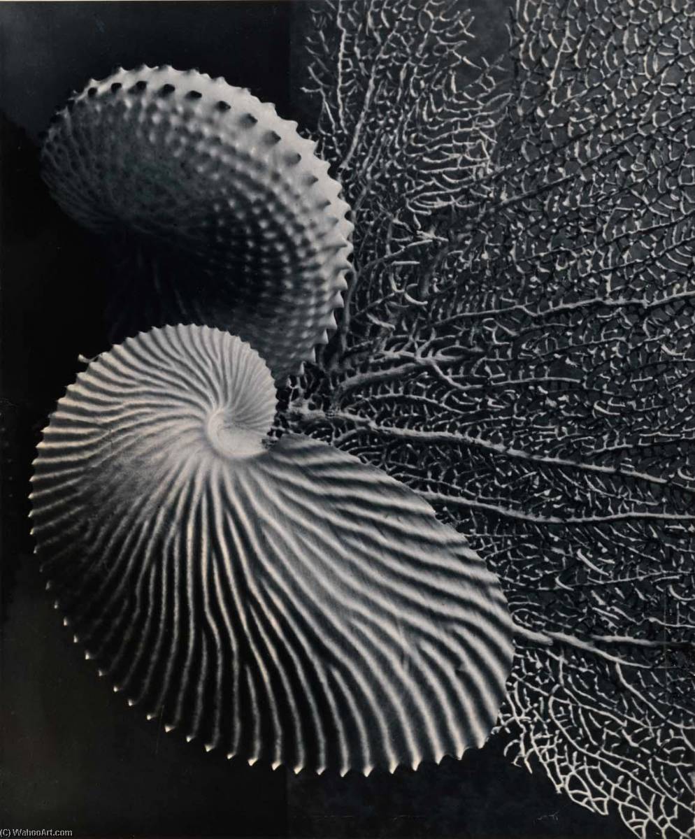 Nature Patterns — Grace M Ballentine