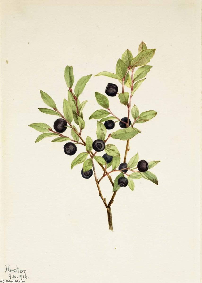 Big Whortleberry (vaccinium Membranaceum) — Mary Vaux Walcott
