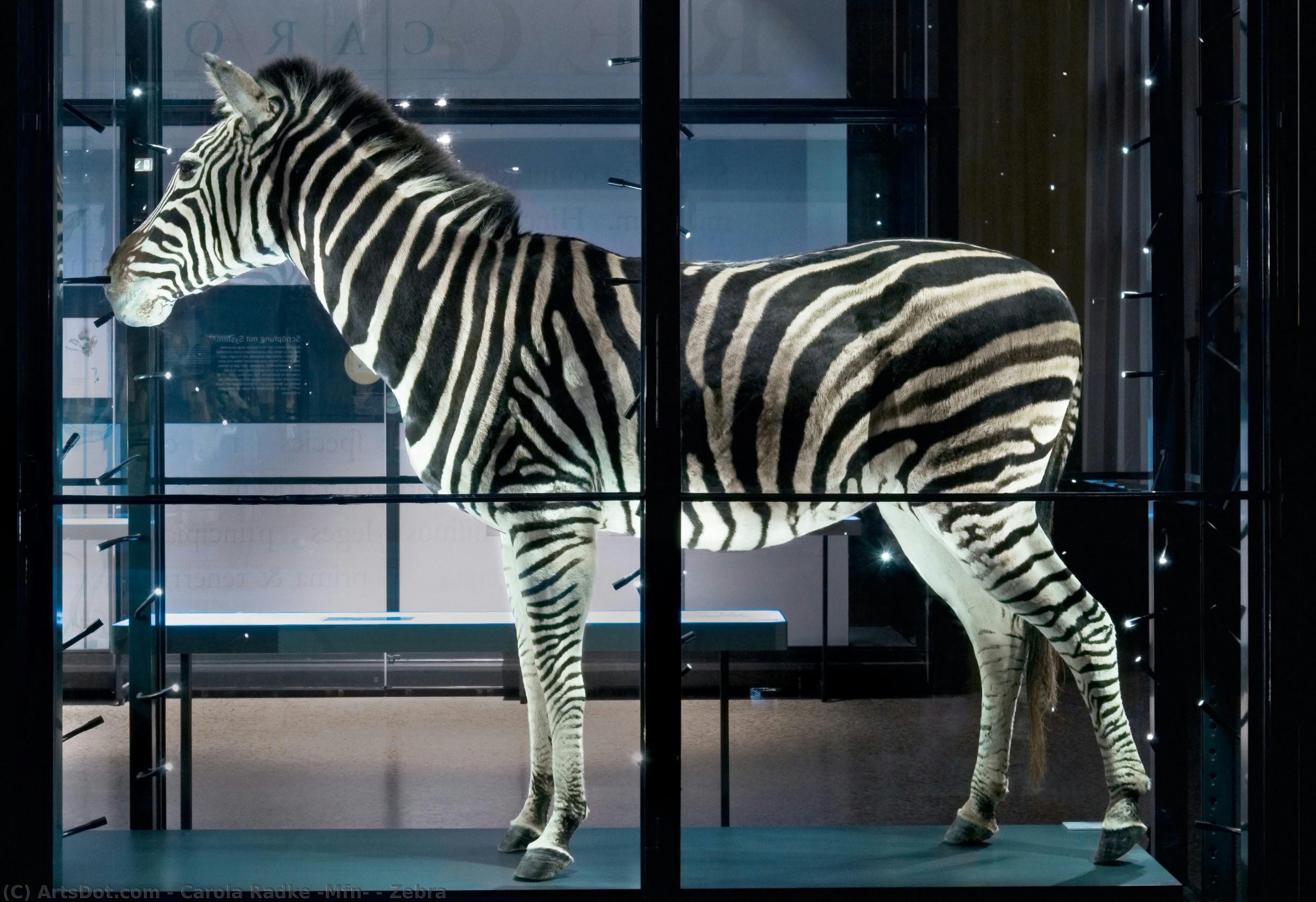Zebra — Carola Radke (mfn)
