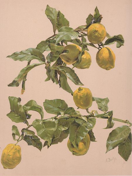 Watercolor Of A Lemon — Alice Bailly