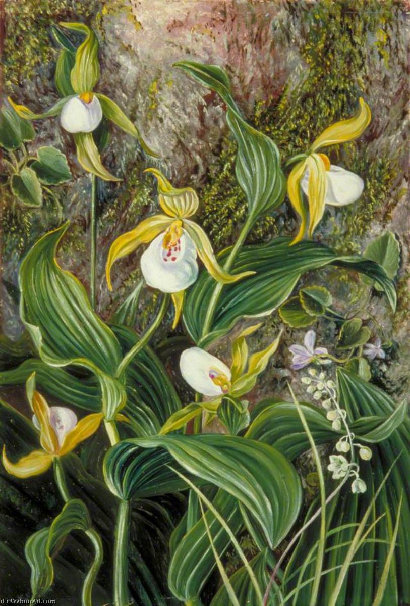 Wild Flowers Of Simla, India — Marianne North