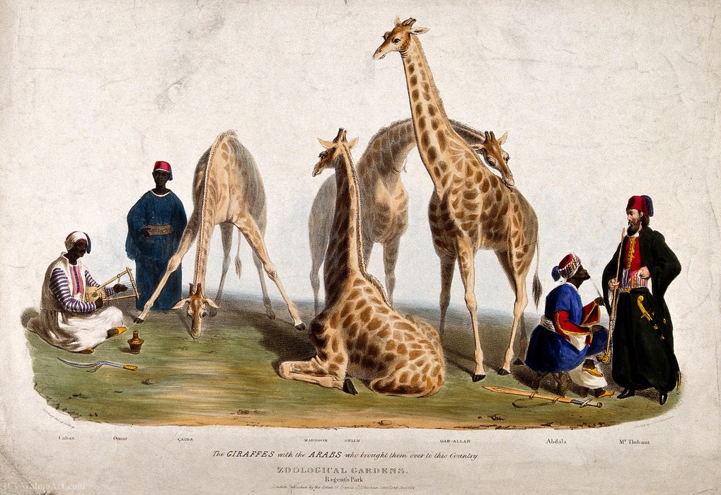 Zoological Society Of London — George Johann Scharf (george The Elder Scharf)