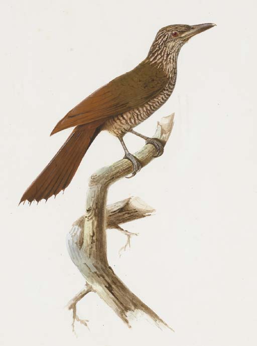 Dendrocolaptes Picumnus — Jacques Barraband