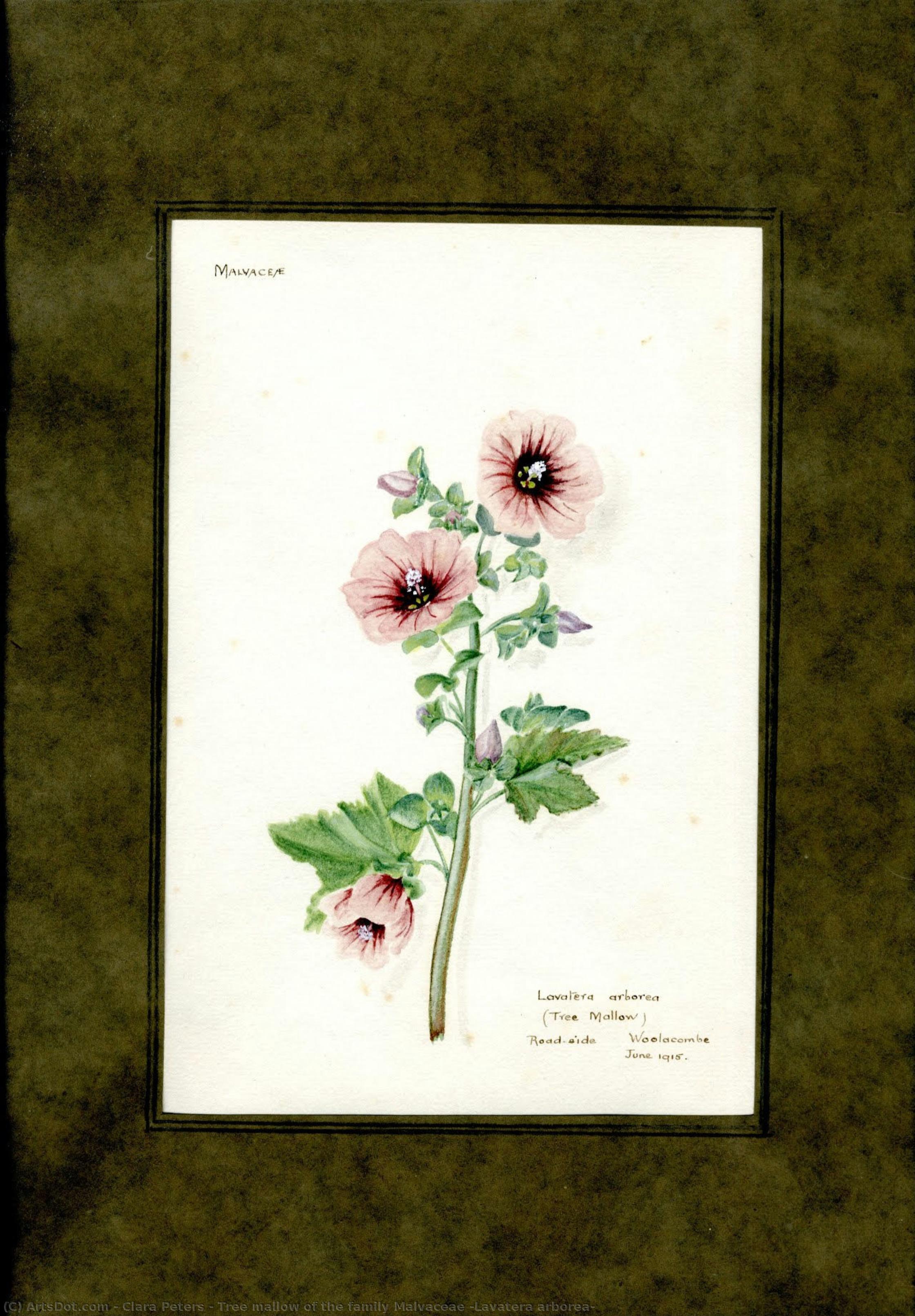 Tree Mallow Of The Family Malvaceae (lavatera Arborea) — Clara Peters