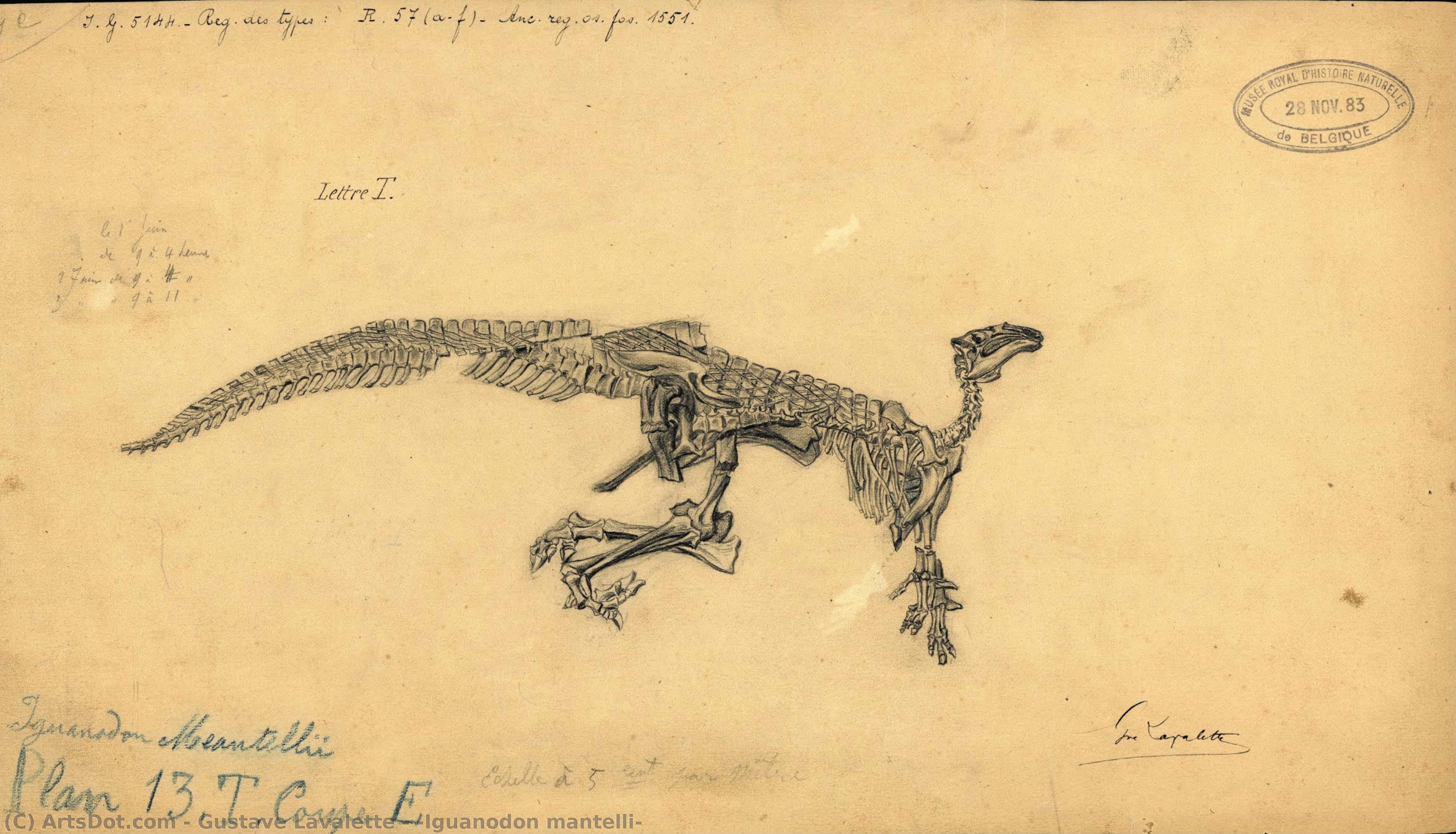“iguanodon Mantelli” — Gustave Lavalette