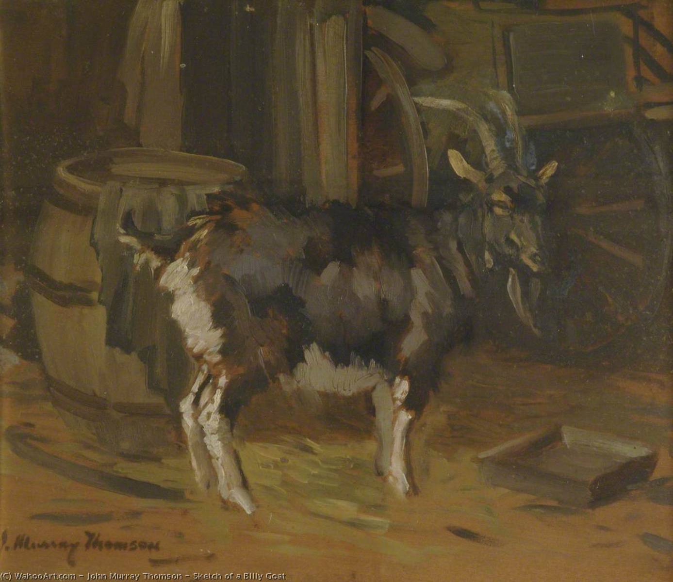 Sketch Of A Billy Goat — John Murray Thomson