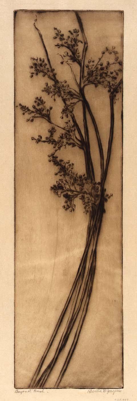 Bayonet Rush — Bertha Evelyn Jaques