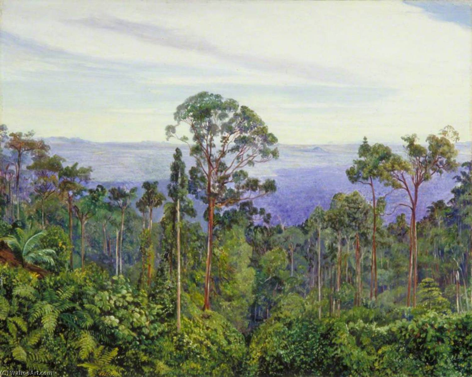 Blick Auf Den Matang Über Dem Großen Sumpf, Sarawak, Borneo — Marianne North