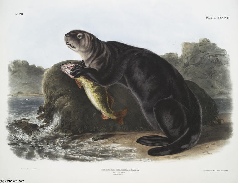 Enhydra Marina, Sea Otter. Young Male — John James Audubon