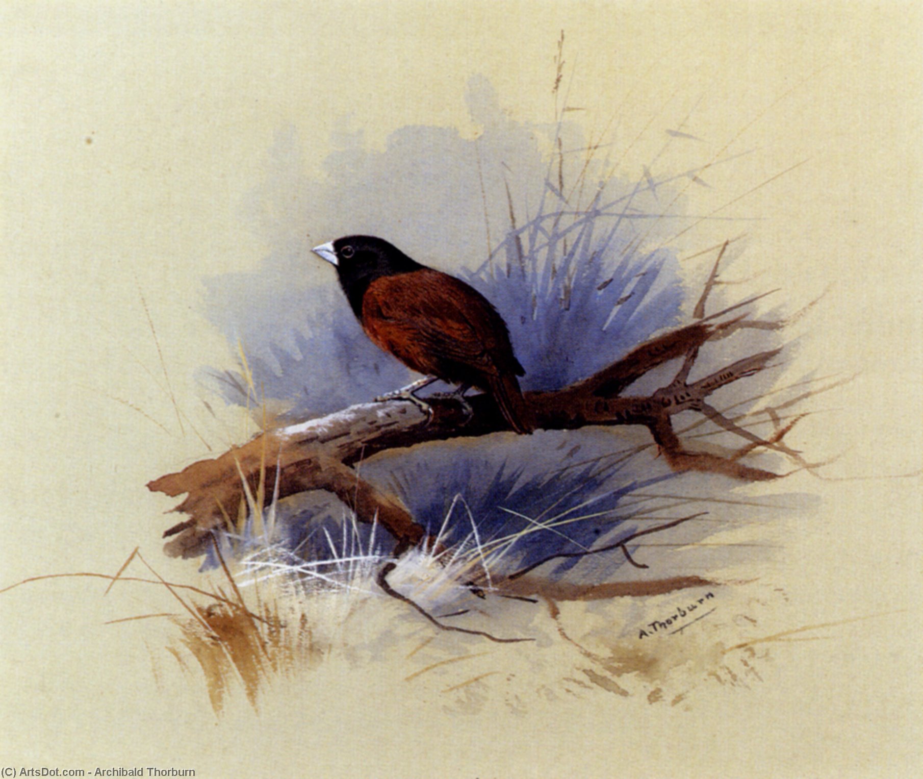 A Nepalese Black-headed Nun In The Branch Of A Tree — Archibald Thorburn