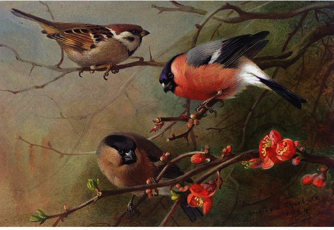 Ree Sparrow And Bullfinches — Арчибалд Торбурн