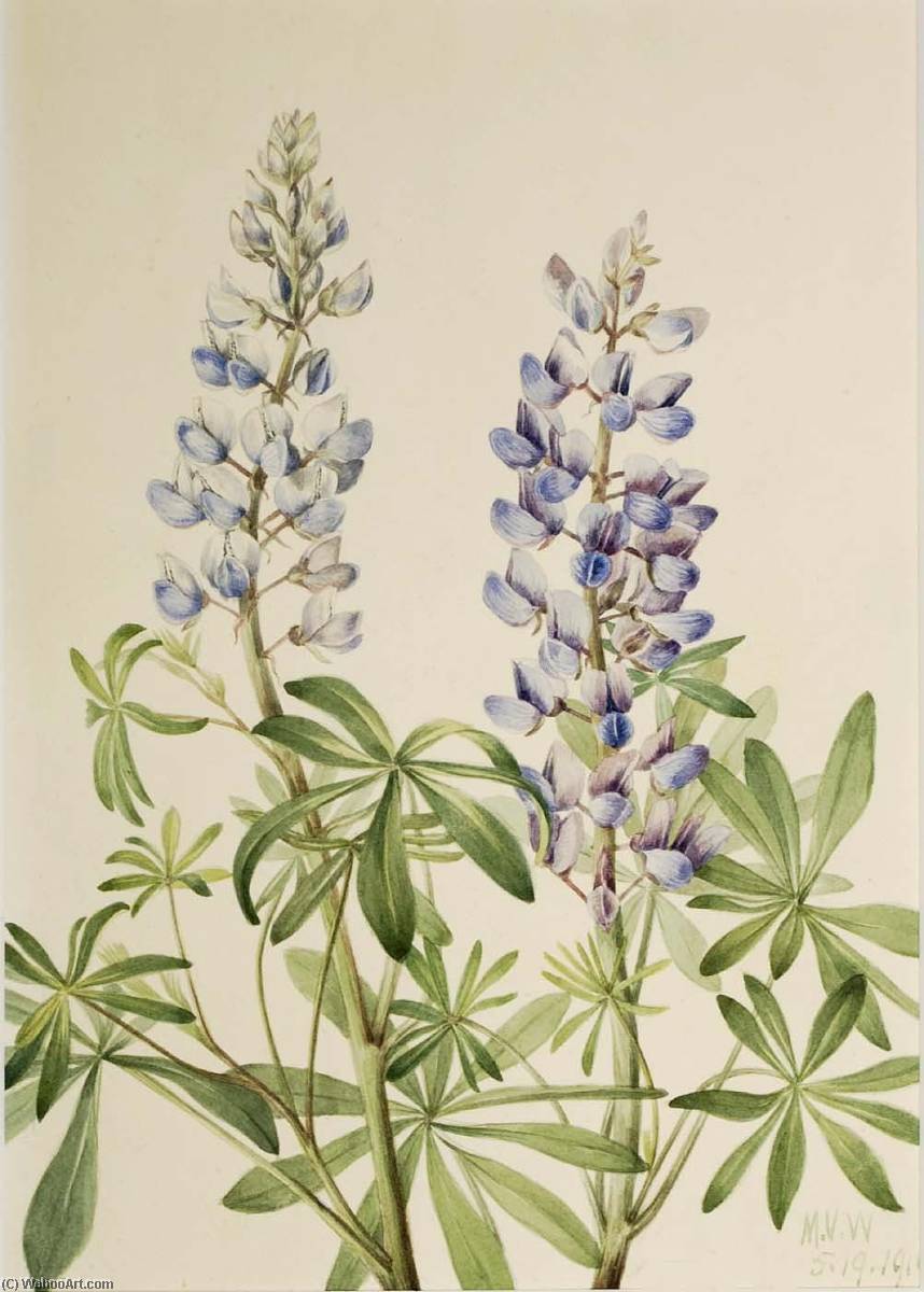 Sun Dial Lupine (lupinus Perennis) — Mary Morris Vaux Walcott