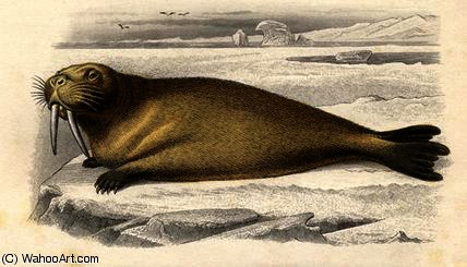 The Walrus — Edouard Traviès