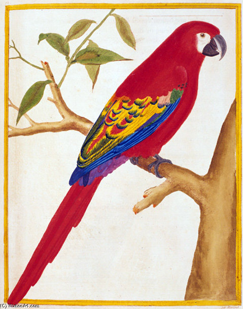 Ara Guadeloupensis — Francois Nicolas Martinet