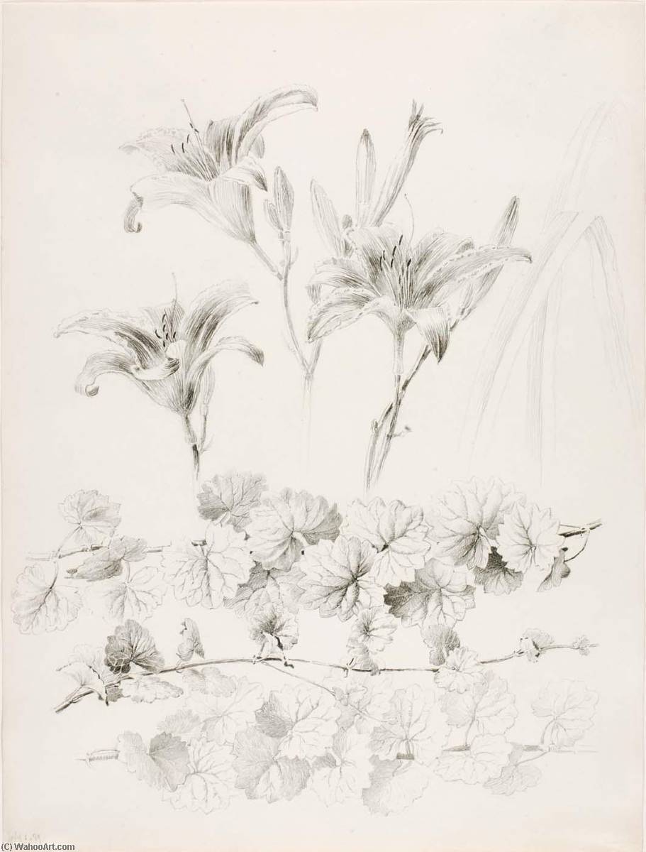 Untitled (lilies And Ground Ivy) (glecoma Hederacea) — George Elbert Burr