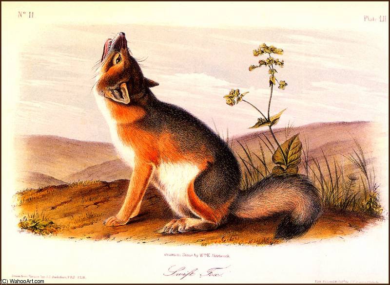 Swift Fox — John James Audubon