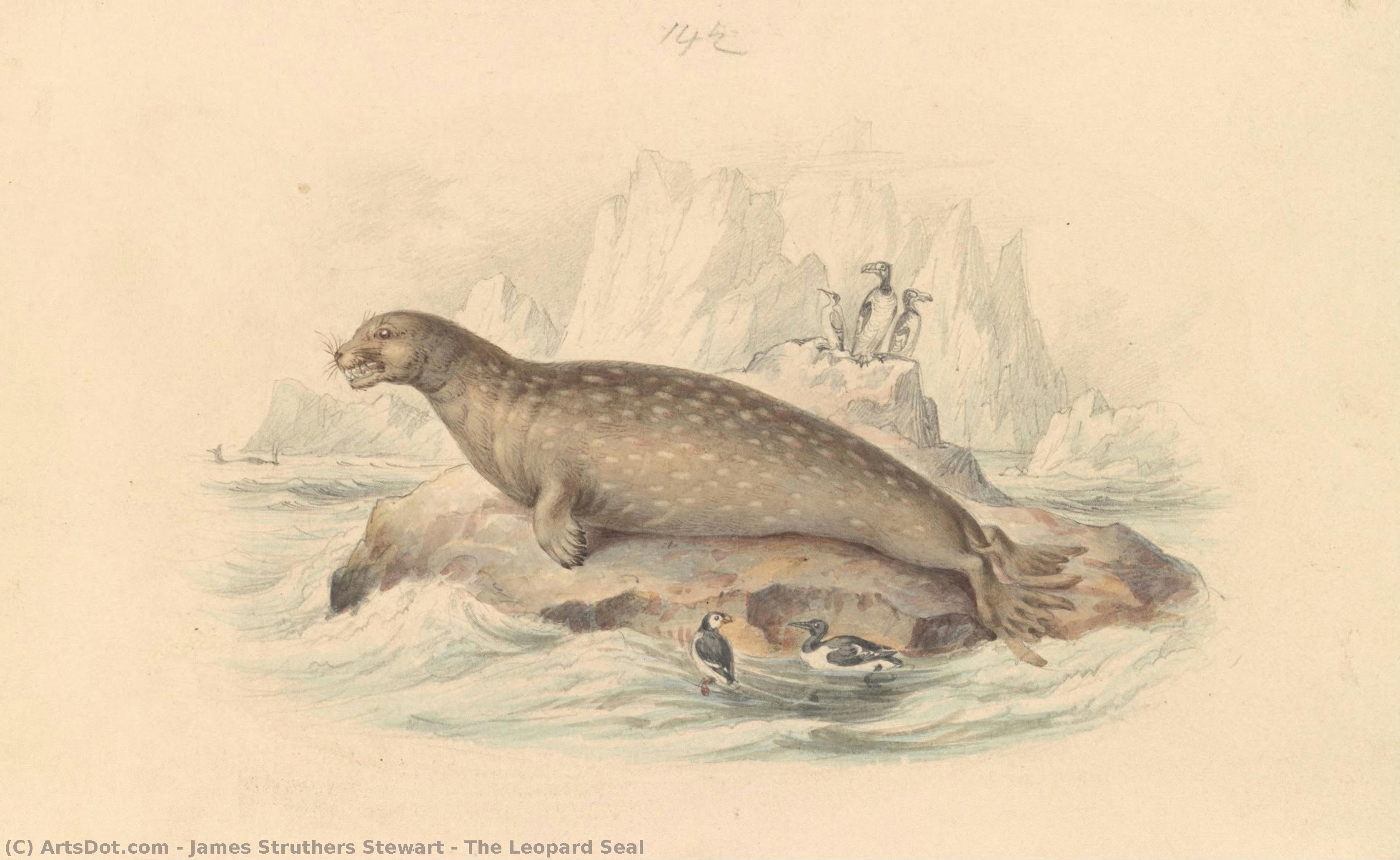 The Leopard Seal — James Struthers Stewart