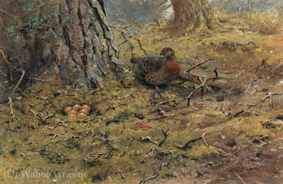 A Hen Capercailie With Her Nest — George Edward Lodge