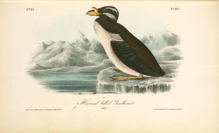 Horned-billed Guillemot. Adult — John James Audubon