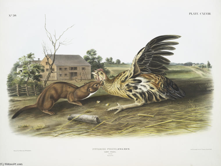 Putorius Fuscus, Tawny Weasel. Male. Natural Size — John James Audubon