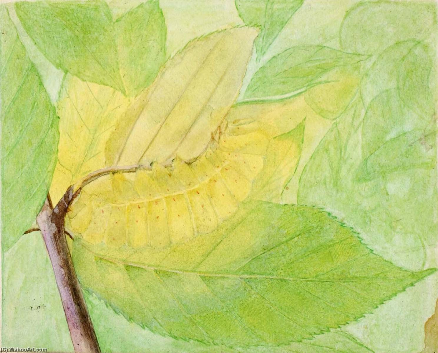 Lunar Caterpillar, Study For Book Concealing Coloration In The Animal Kingdom — Abbott Handerson Thayer