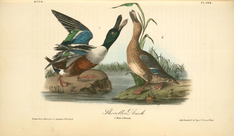 Shoveller Duck. 1. Male. 2. Female — John James Audubon