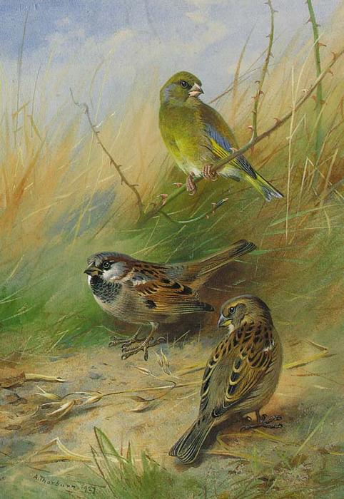 A Pair Of Sparrows And A Greenfinch — Archibald Thorburn