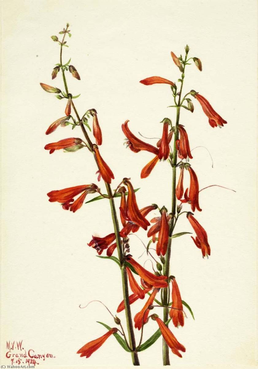 Pentstemon (pentstemon Barbatus) — Mary Vaux Walcott