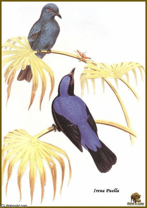Ir_ne Vierge — John Gould