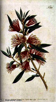 Harsh Leaved Metrosideros — Сиденхем Тист Эдвардс