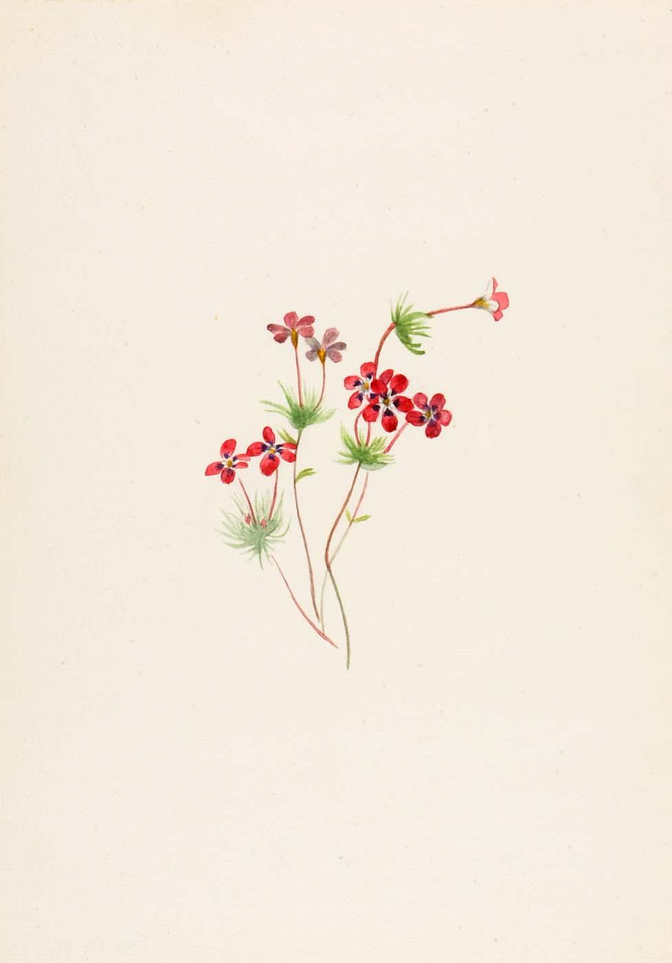 Gilia Linanthus Parviflorus — Mary Vaux Walcott
