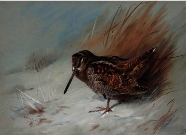 Woodcock 2 — Archibald Thorburn