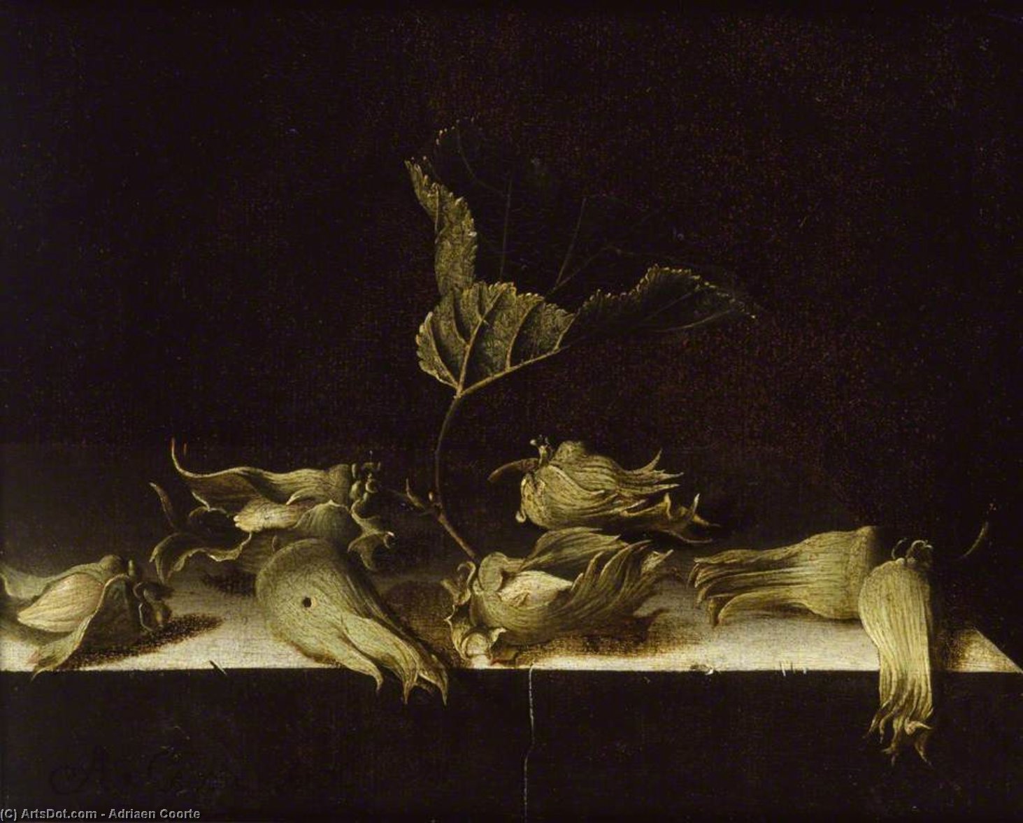 Still Life With Hazel-nuts — Адриен Корте