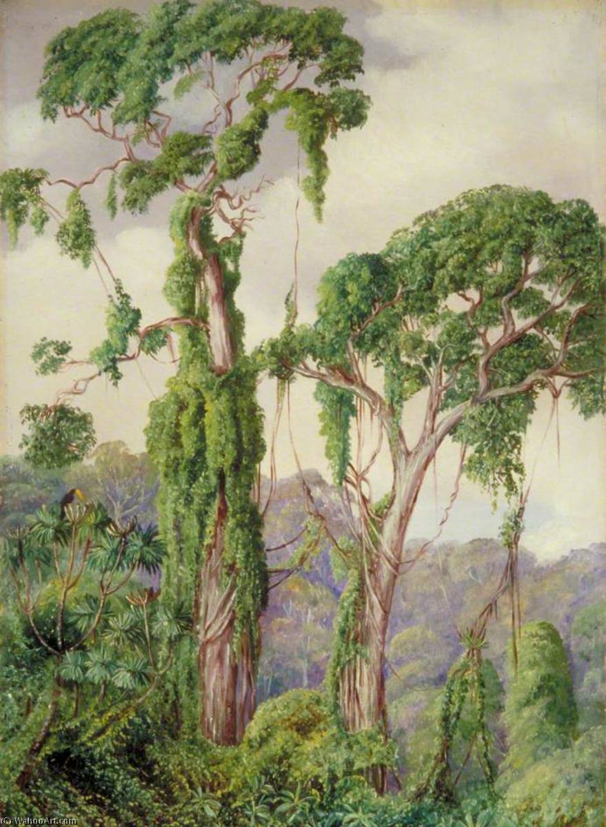 Árboles De Madera Amarilla Y Trepadoras En El Perie Bush — Marianne North