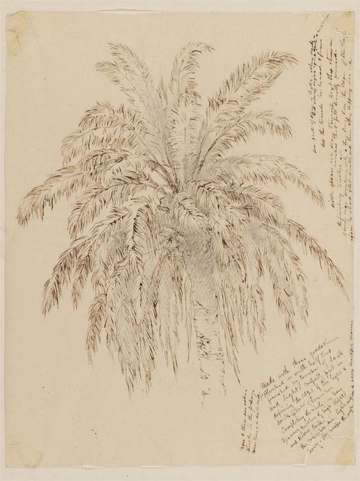 Top Of Palm Tree — Jasper Francis Cropsey