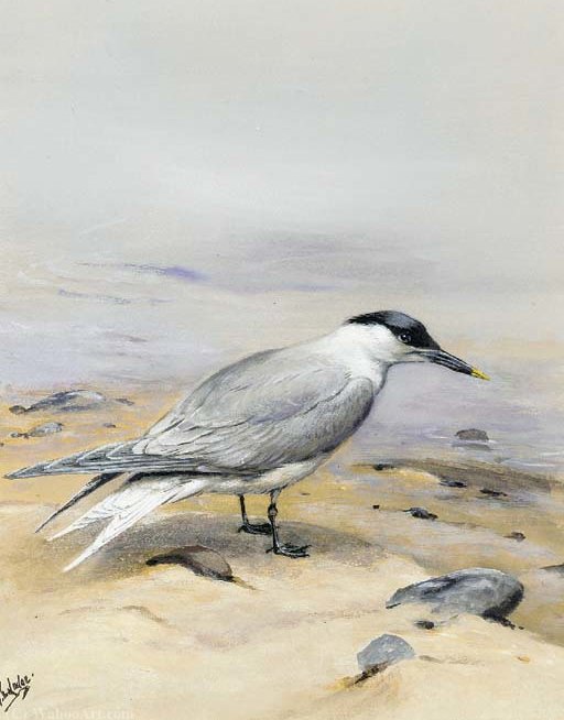 A Sandwich Tern On A Beach — George Edward Lodge