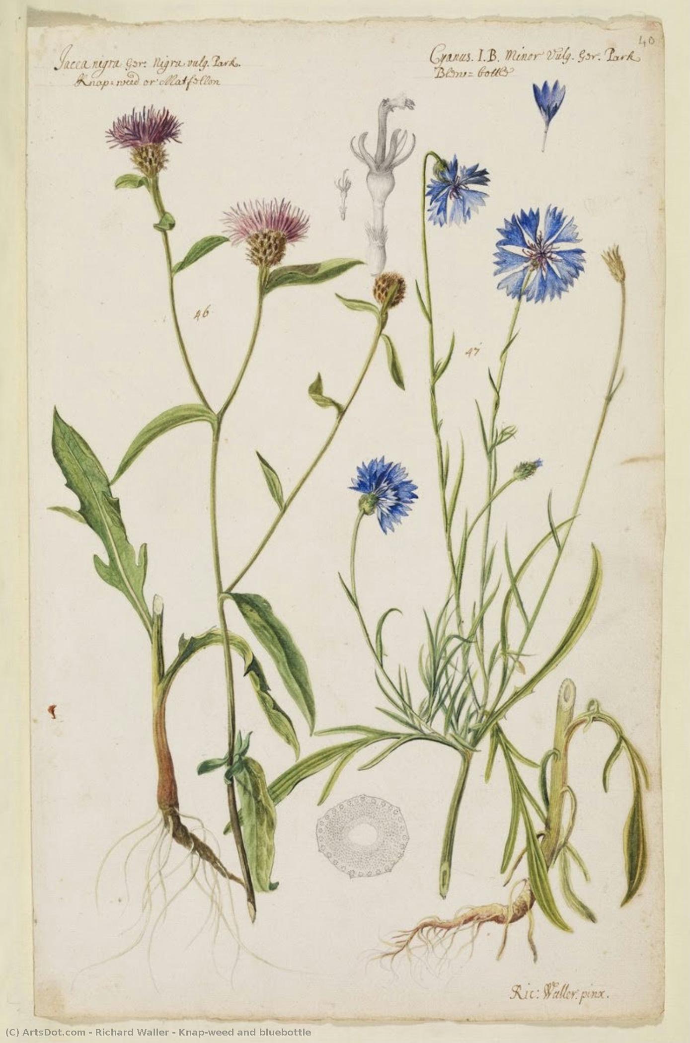 Knap-weed And Bluebottle — Richard Waller