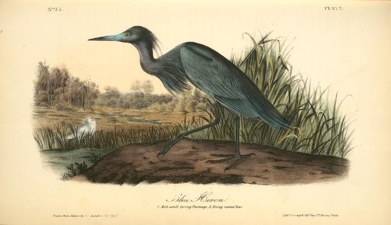Blue Heron. 1. Male Adult Spring Plumage. 2. Young Second Year — John James Audubon