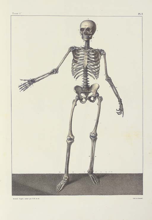 Complete Treatise On The Human Anatomy, Including The Operative Medicine — Nicolas Henri Jacob