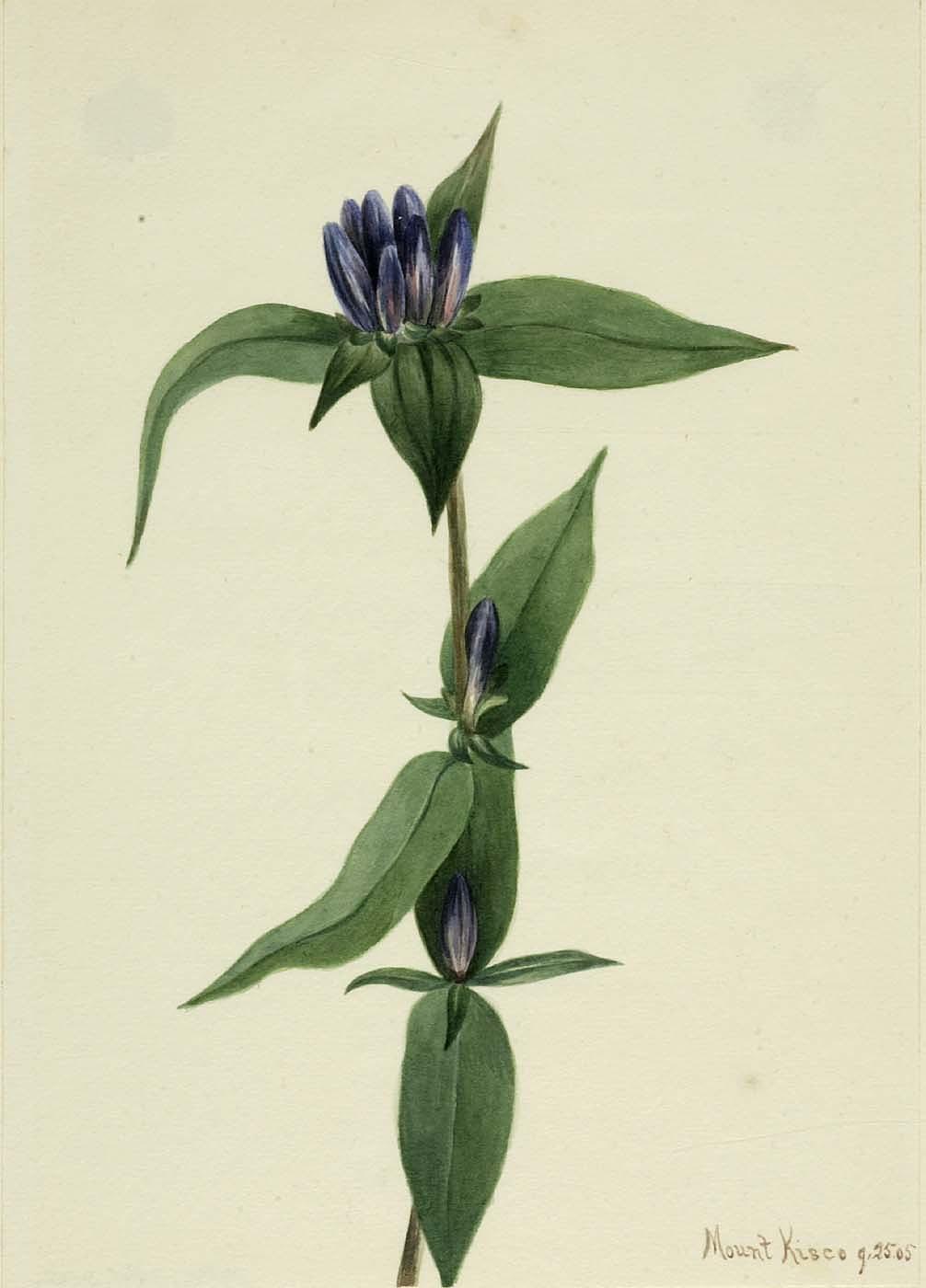 Bottle Gentian (gentiana Saponaria) — Mary Morris Vaux Walcott