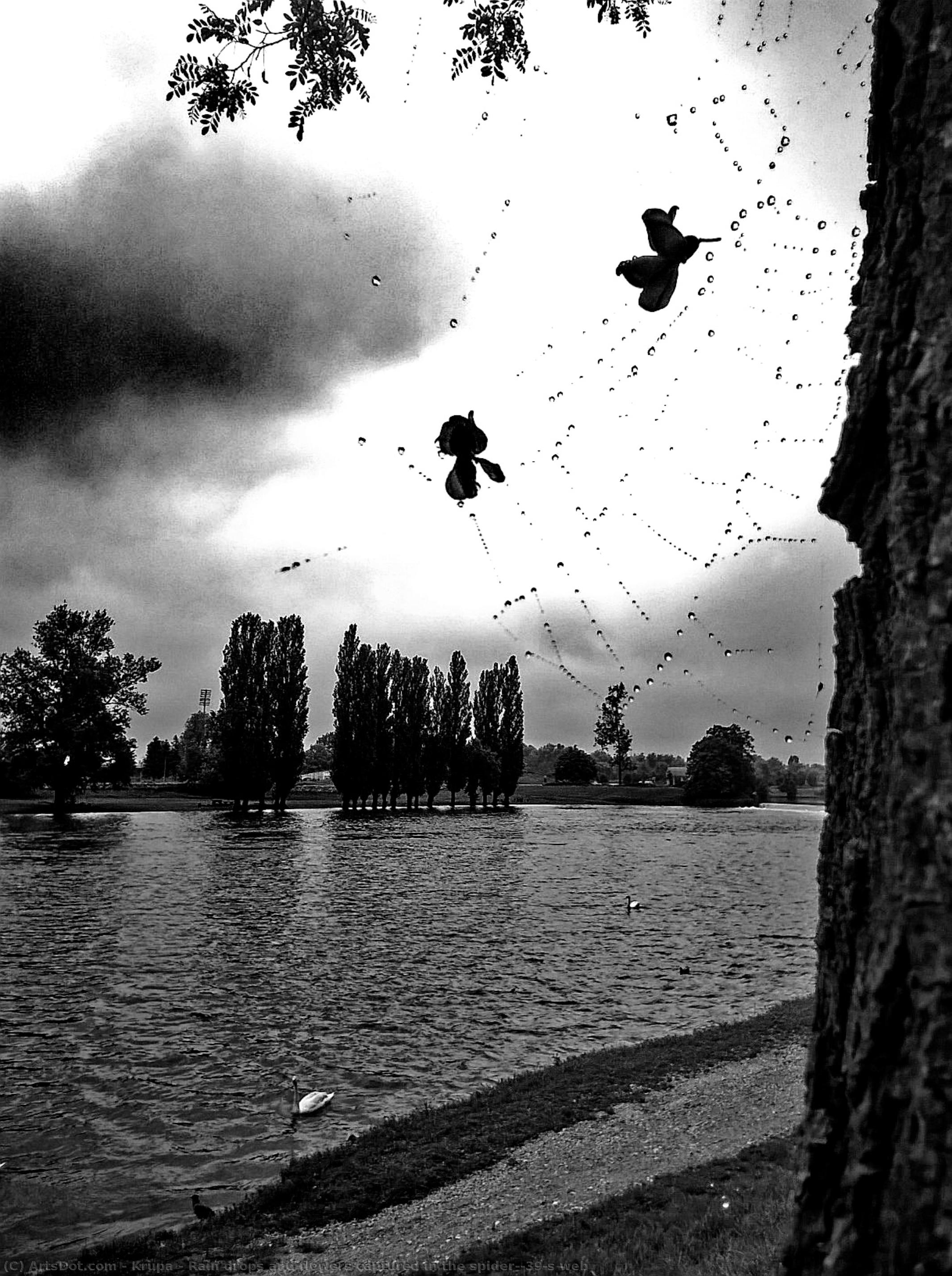 Rain Drops And Flowers Captured In The Spider's Web — Alfred Freddy Krupa