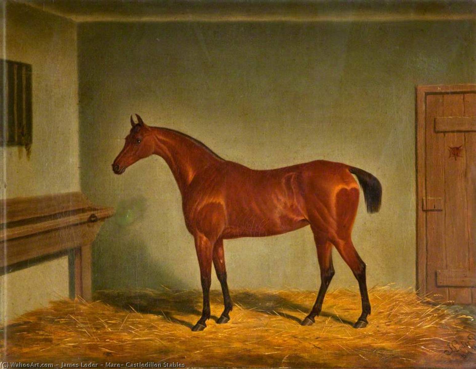 Mare, Castledillon Stables — James Loder