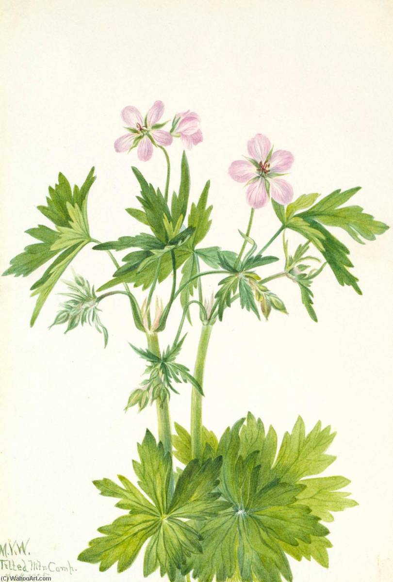 Western Cranesbill (geranium Viscosissimum) — Mary Vaux Walcott