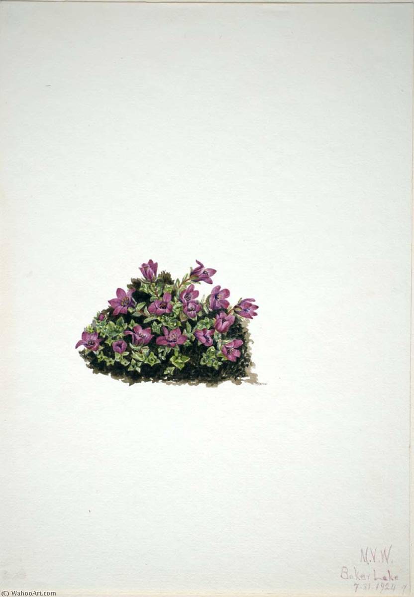 Purple Saxifrage (saxifraga Oppositifolia) — Mary Vaux Walcott
