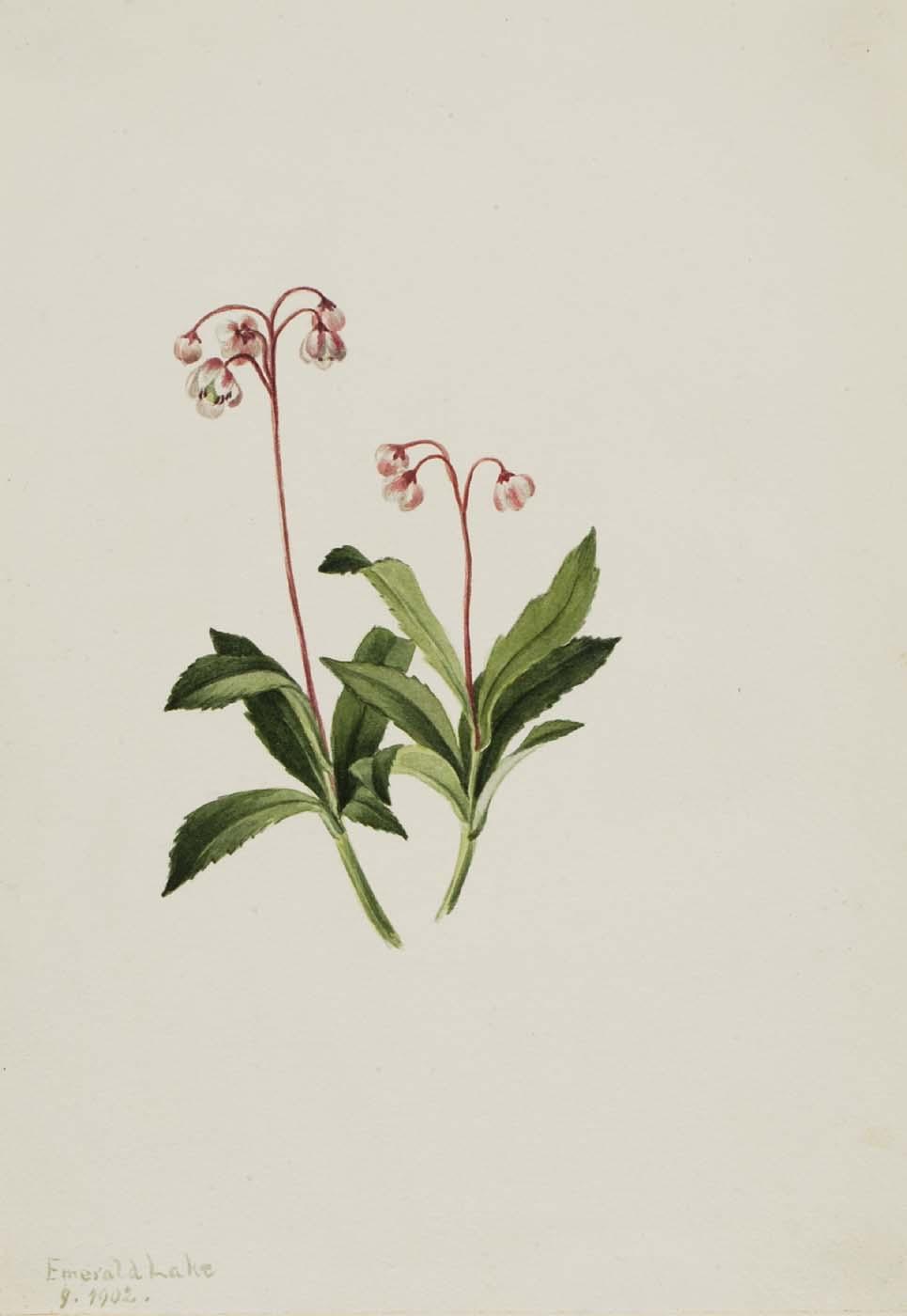 Western Pipsissewa (chimaphila Umbellata) — Mary Vaux Walcott