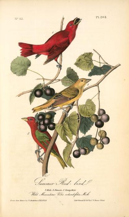 Summer Red-bird. 1. Male. 2. Female. 3. Young Male. (wild Muscadine. Vitis Rotundifolia, Mich.) — John James Audubon