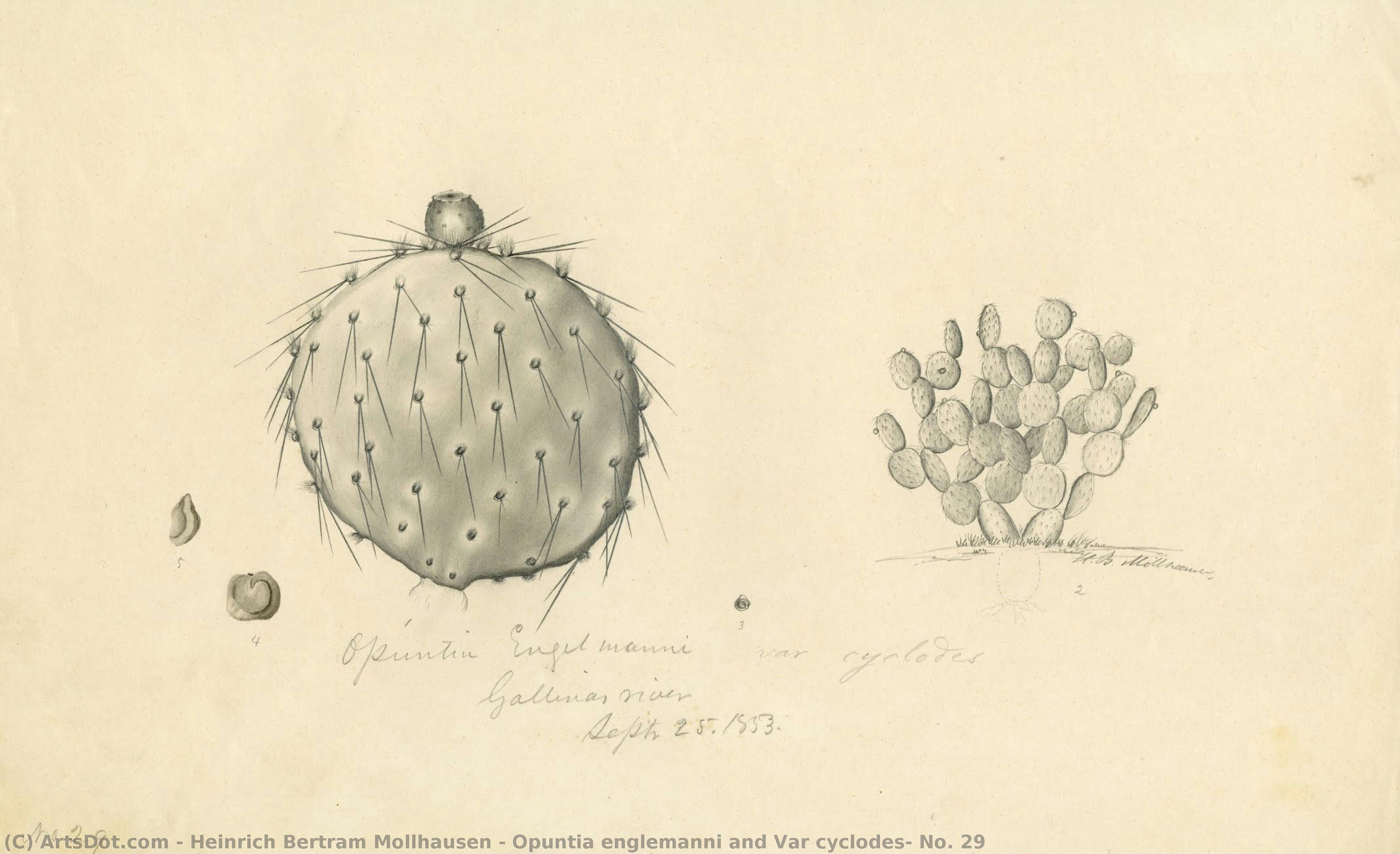 Opuntia Englemanni And Var Cyclodes, No. 29 — Heinrich Bertram Mollhausen